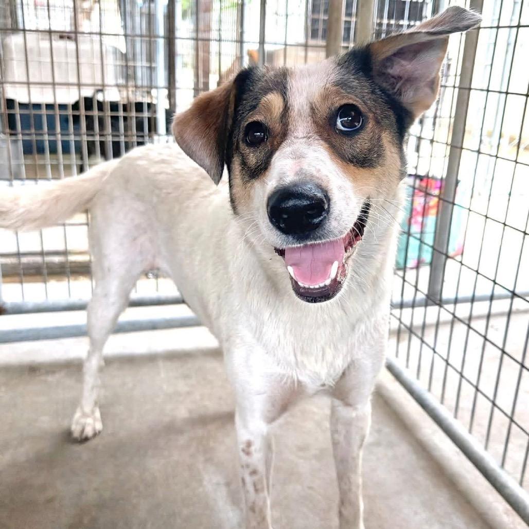 Lila Great house manners!, Adoptable, Adult Female Labrador Retriever & Beagle.