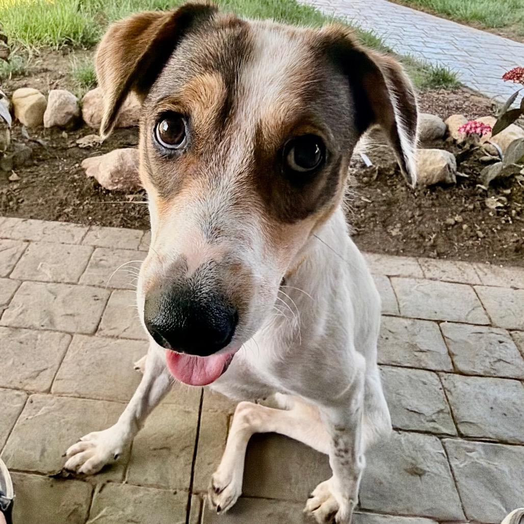 Enlarge Lila Great house manners!, a Adoptable mixed breed in Kokomo, IN image 2/6