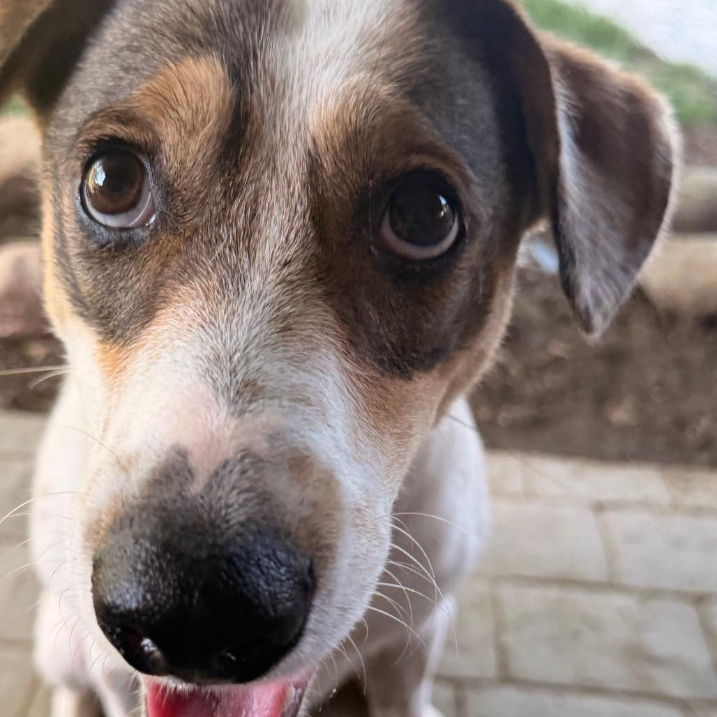 Enlarge Lila Great house manners!, a Adoptable mixed breed in Kokomo, IN image 3/6