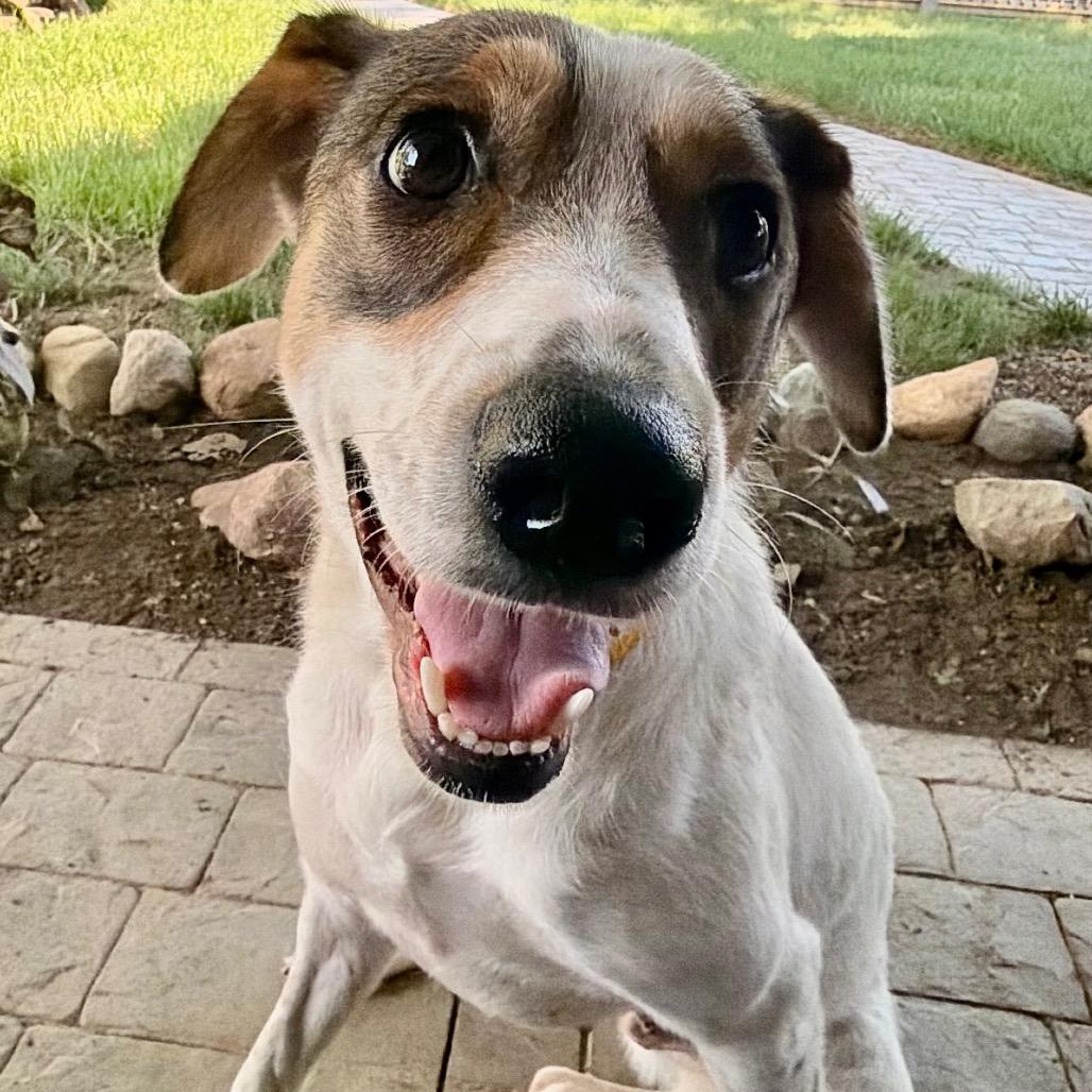 Enlarge Lila Great house manners!, a Adoptable mixed breed in Kokomo, IN image 4/6