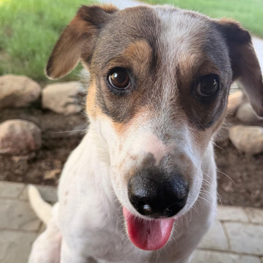 Enlarge Lila Great house manners!, a Adoptable mixed breed in Kokomo, IN image 5/6