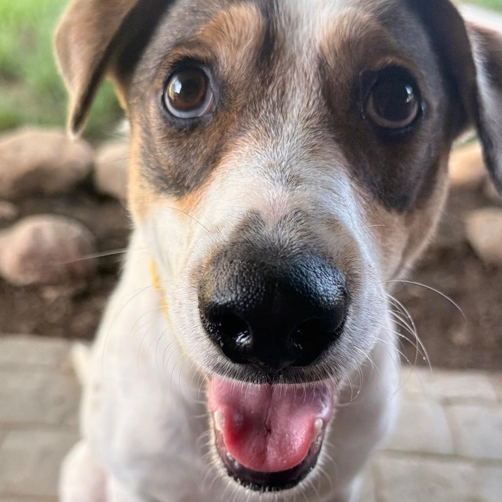Enlarge Lila Great house manners!, a Adoptable mixed breed in Kokomo, IN image 6/6