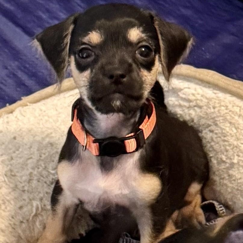 WYATT, ADOPTABLE, Puppy Male Chihuahua.