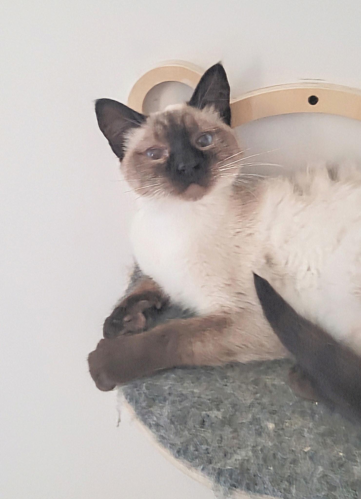 Enlarge Lexi, a Adopted Siamese in Ronan, MT image 1/1