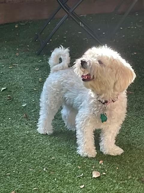 Ollie, adopted, Adult Male Maltipoo.