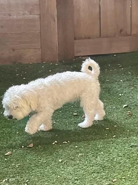 Enlarge Ollie, an adopted Maltipoo in Little Elm, TX image 4/4