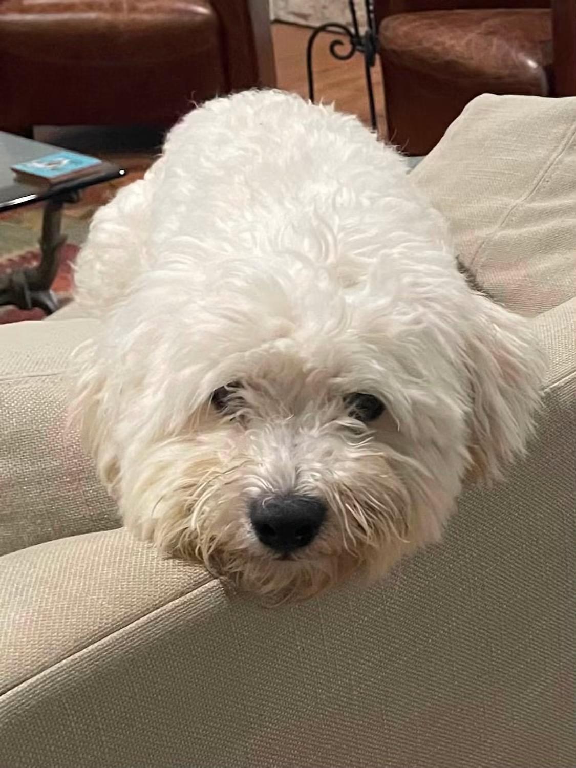 Enlarge Ollie, an adopted Maltipoo in Little Elm, TX image 3/4