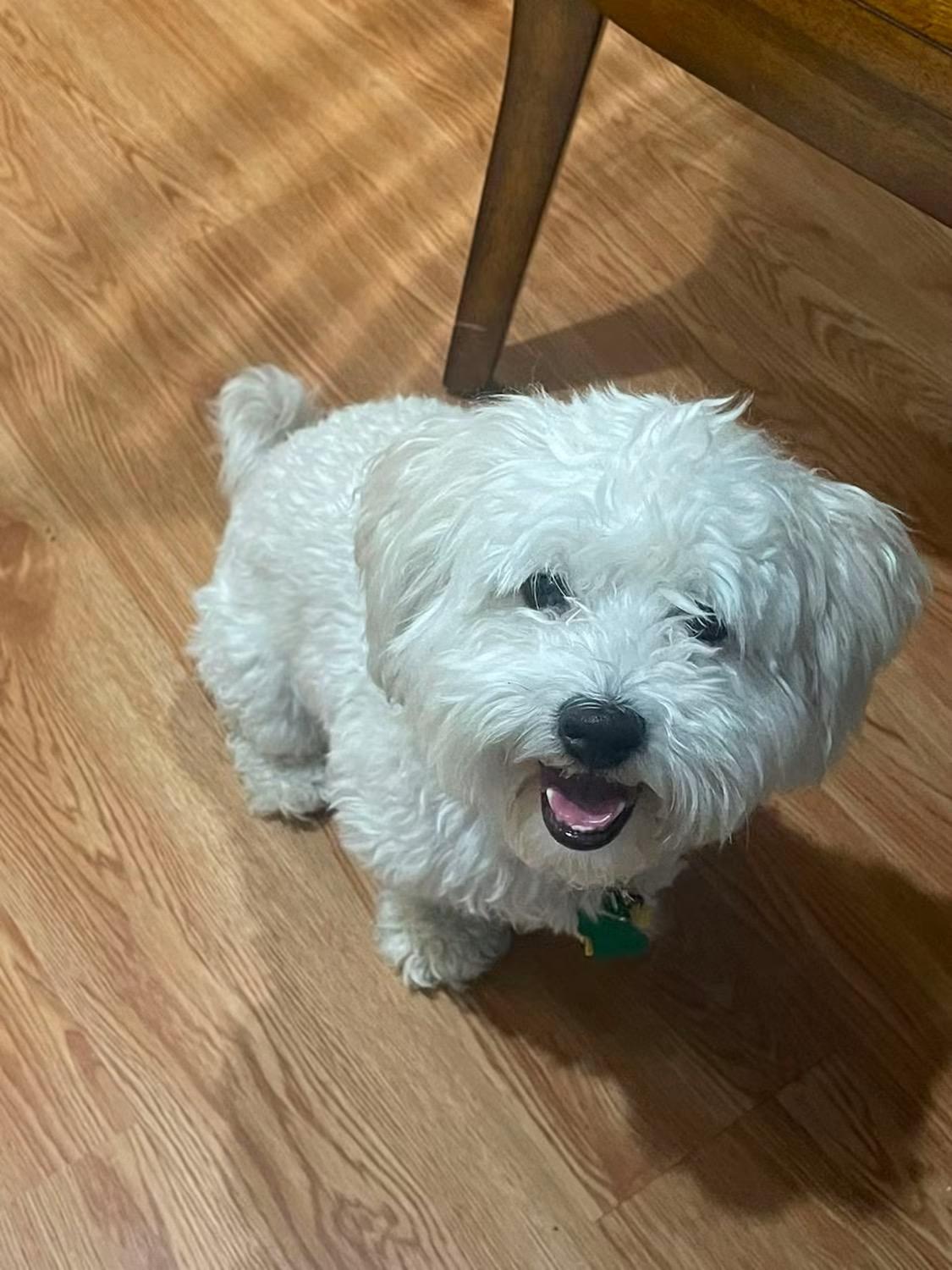 Enlarge Ollie, an adopted Maltipoo in Little Elm, TX image 2/4