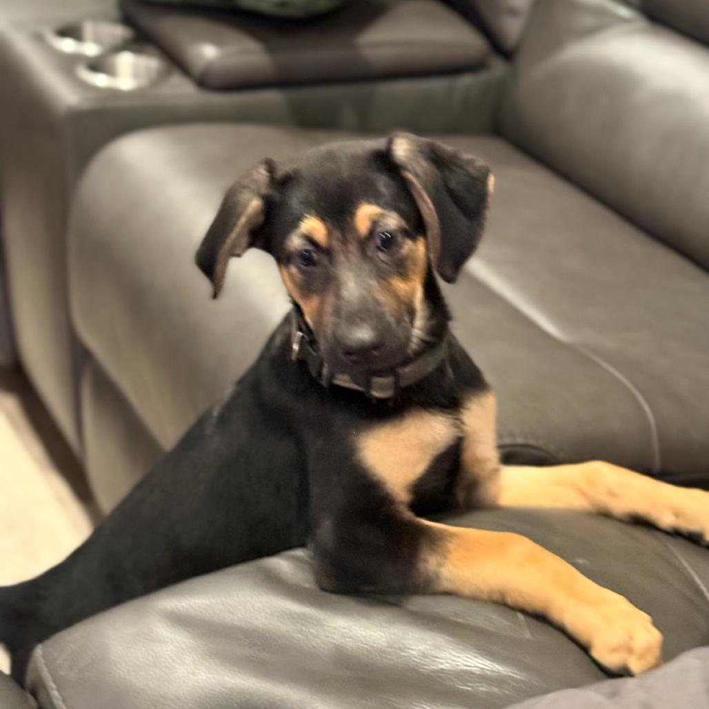 Enlarge Hooch, a Adoptable Shepherd in La Grange, KY image 3/6