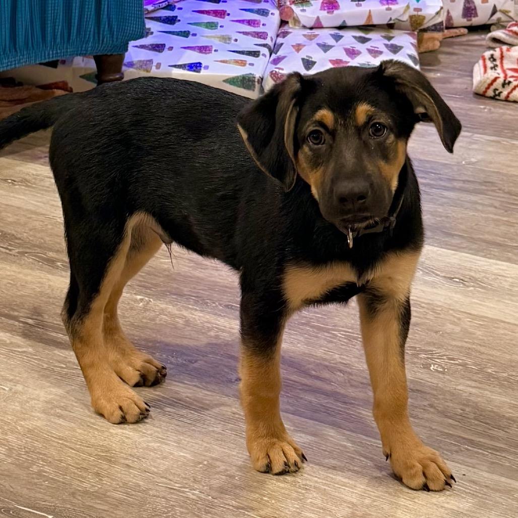 Enlarge Hooch, a Adoptable Shepherd in La Grange, KY image 4/6