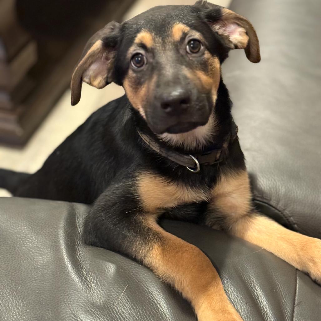 Enlarge Hooch, a Adoptable Shepherd in La Grange, KY image 5/6