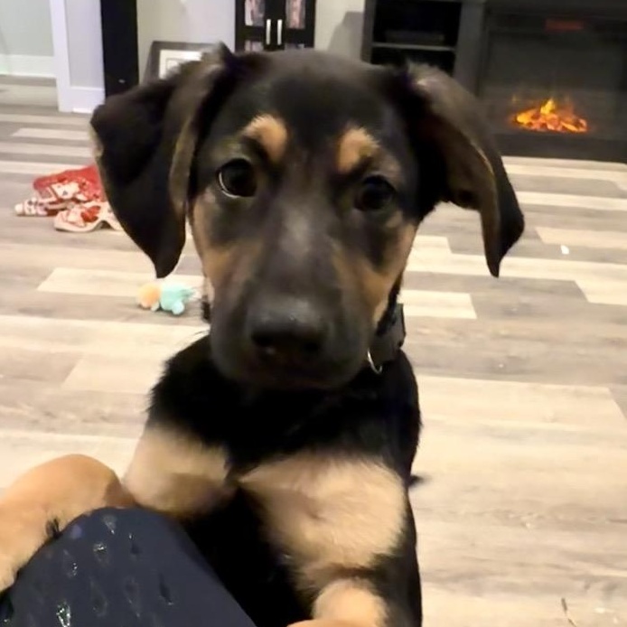 Hooch, Adoptable, Puppy Male Shepherd.