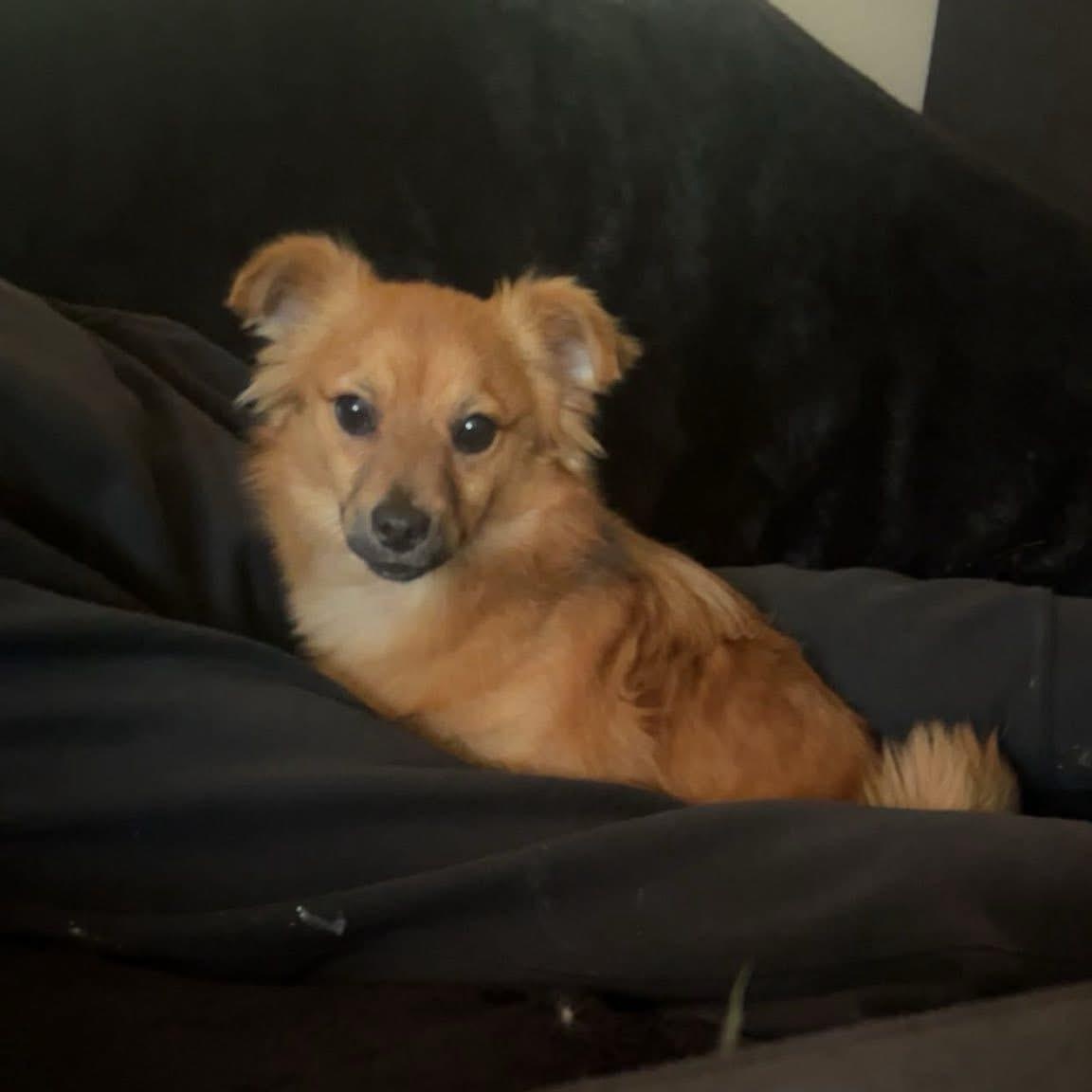 Enlarge Murry, a ADOPTABLE mixed breed in Texarkana, TX image 1/1