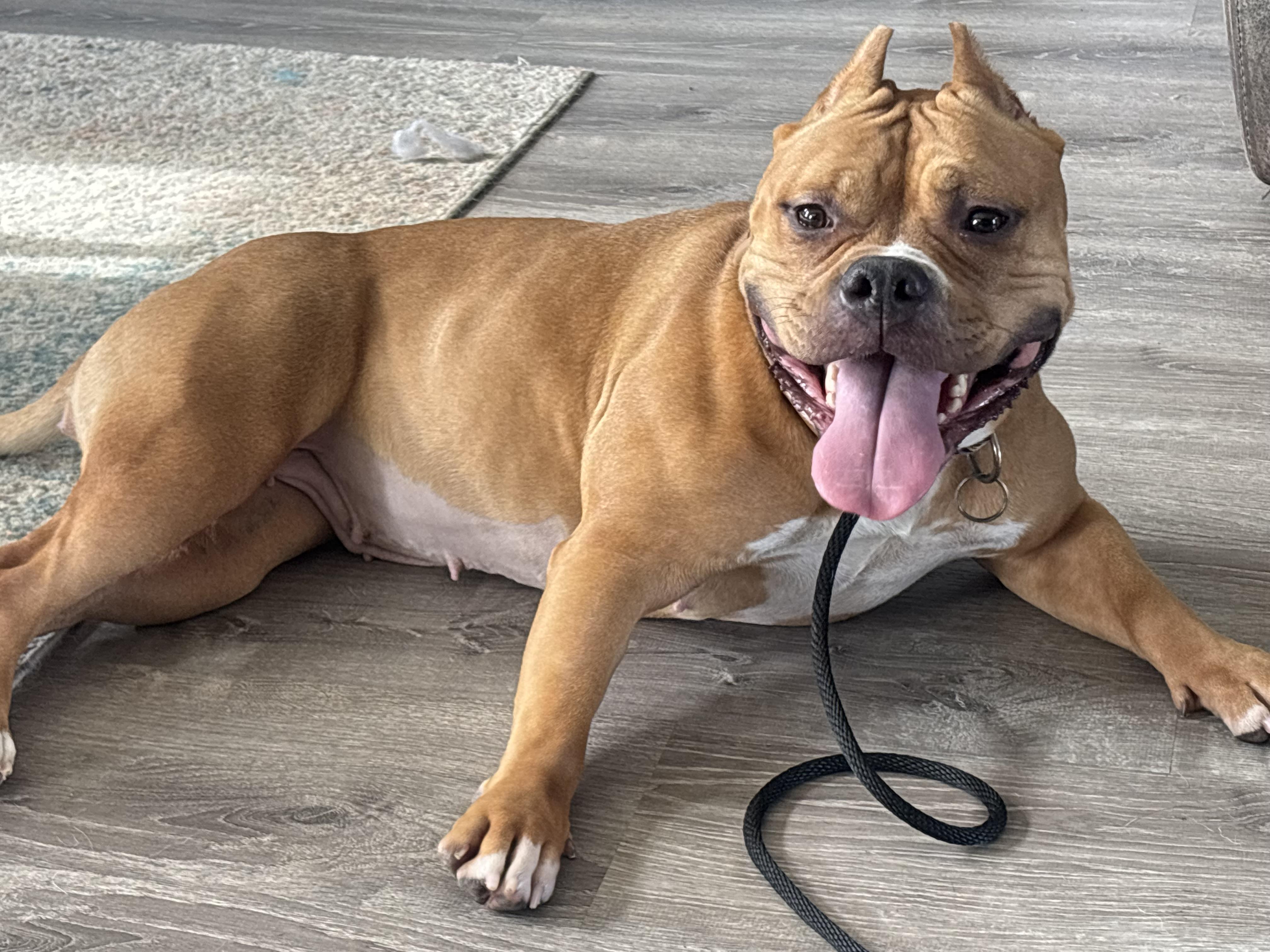 Enlarge Luisa, a Adoptable mixed breed in Fort Wayne, IN image 2/5