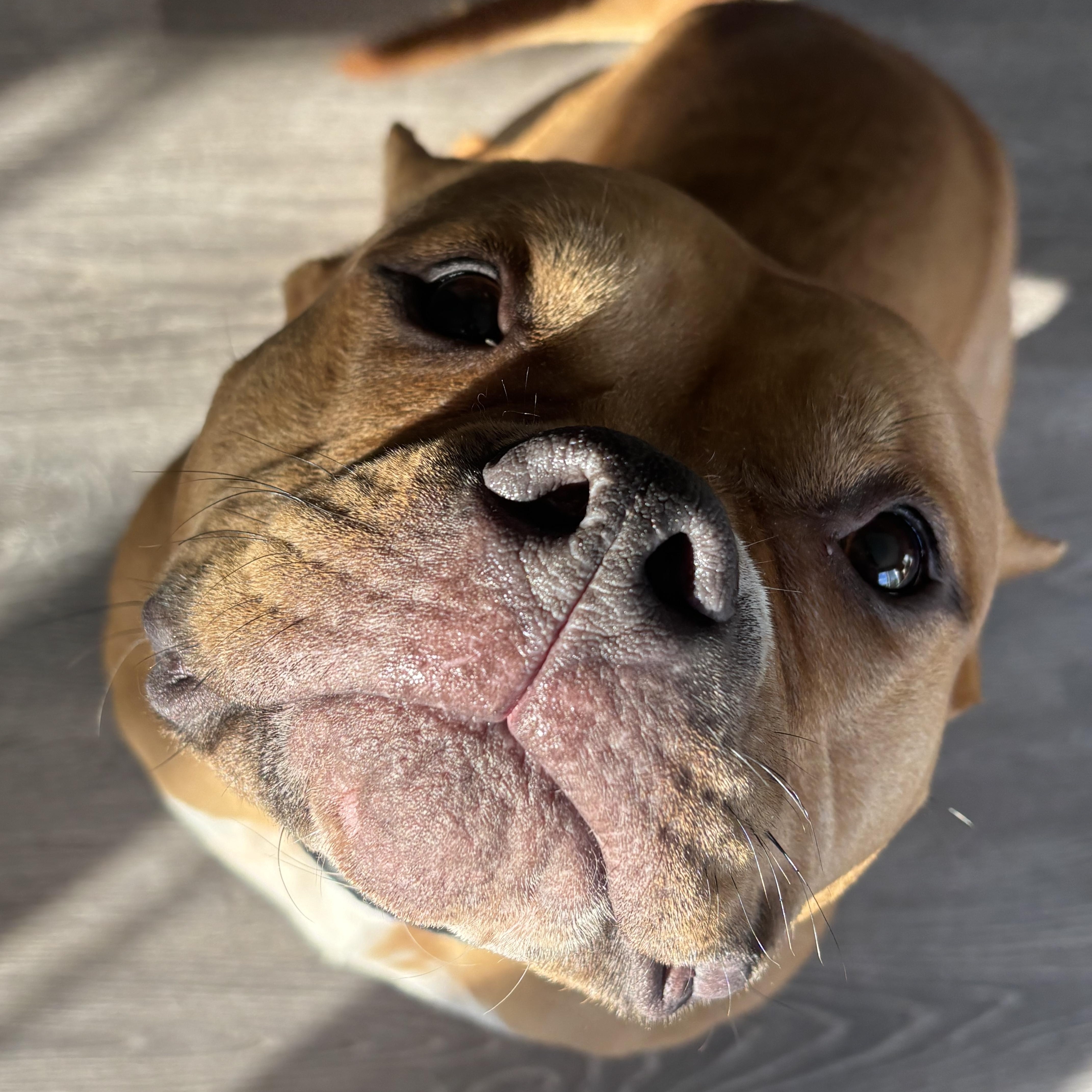 Enlarge Luisa, a Adoptable mixed breed in Fort Wayne, IN image 3/5