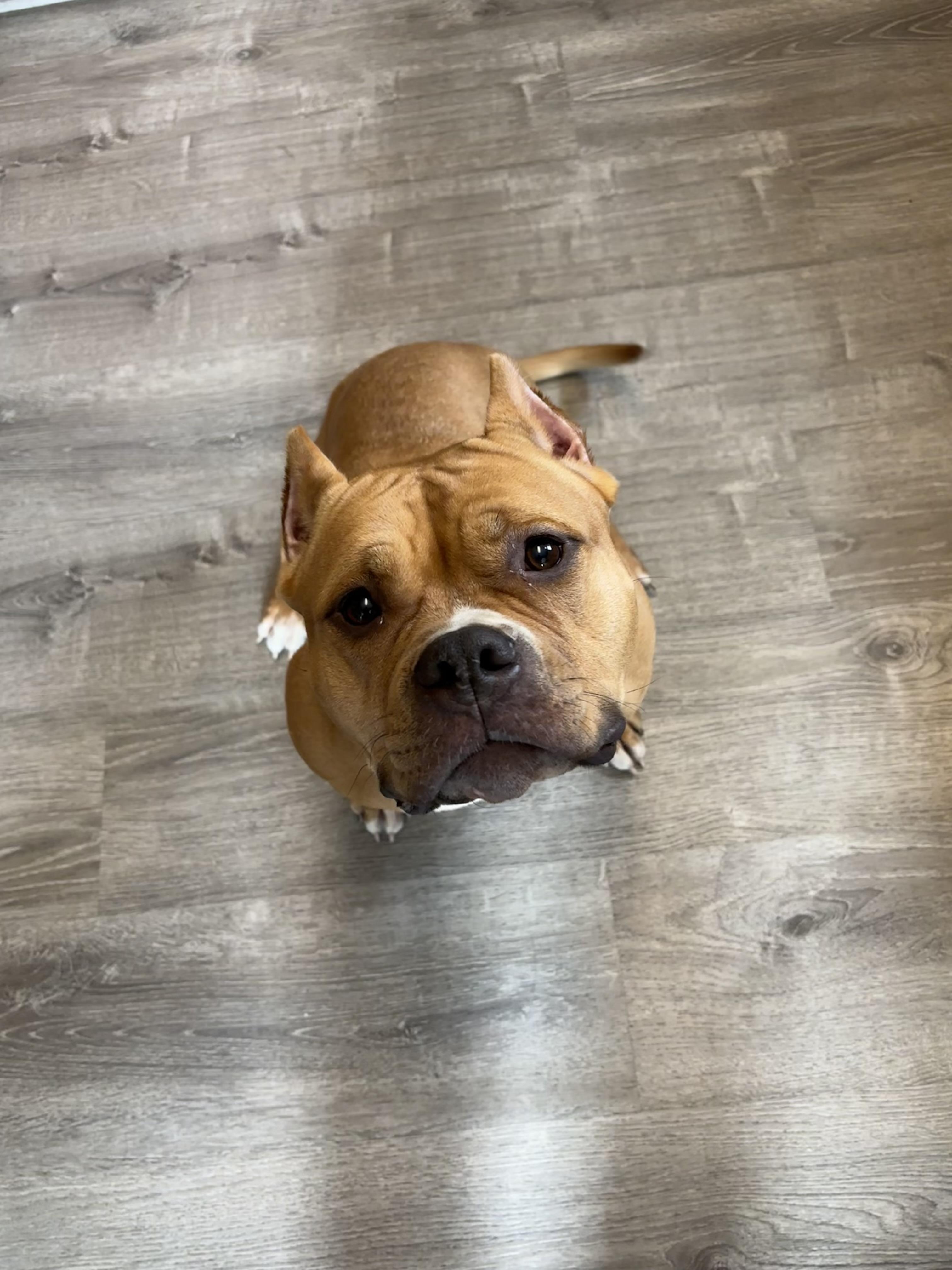 Luisa, Adoptable, Adult Female American Bulldog.