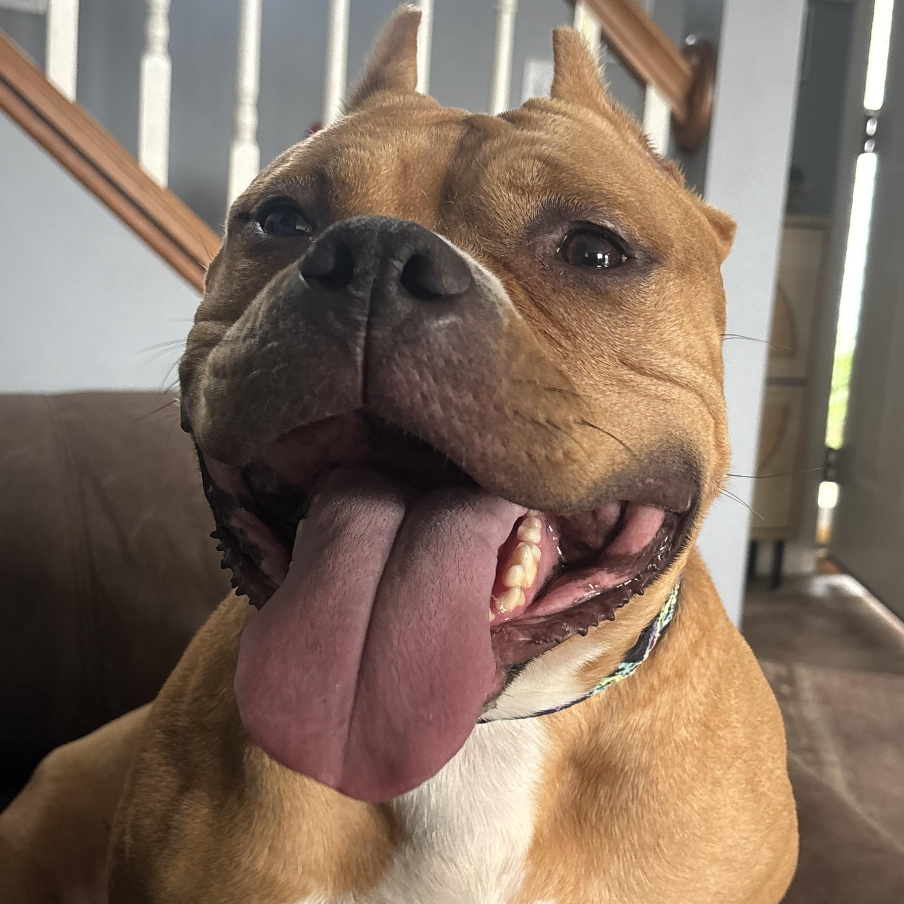 Enlarge Luisa, a Adoptable mixed breed in Fort Wayne, IN image 4/5