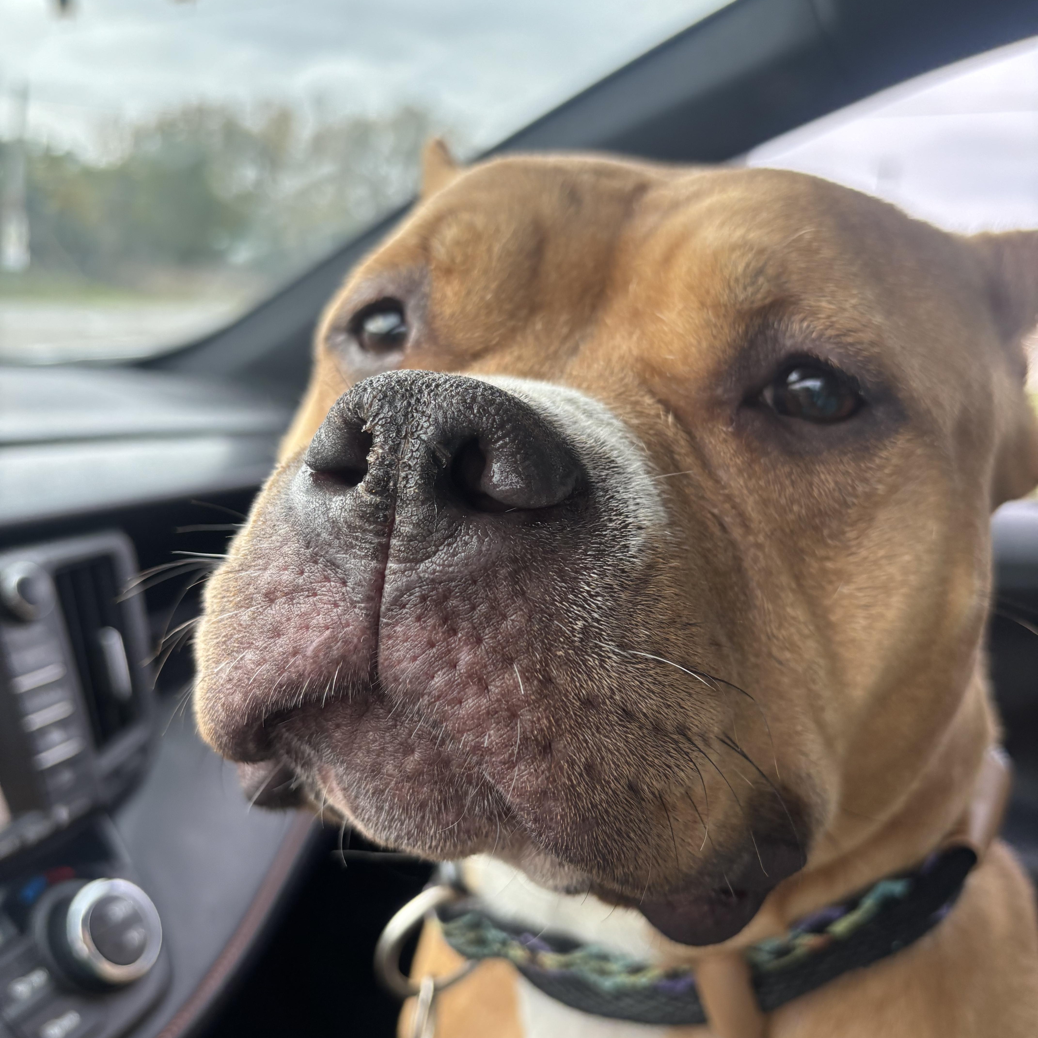 Enlarge Luisa, a Adoptable mixed breed in Fort Wayne, IN image 5/5