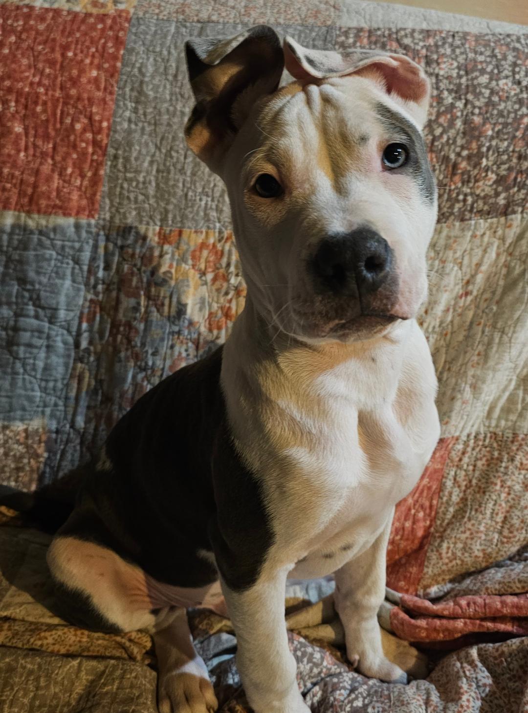 Enlarge Hutch, a ADOPTABLE mixed breed in Lapeer, MI image 2/4