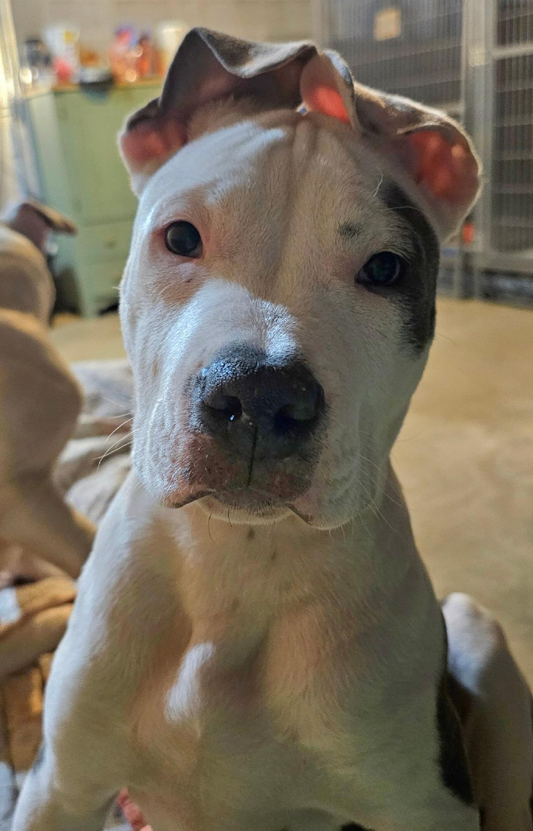 Enlarge Hutch, a ADOPTABLE mixed breed in Lapeer, MI image 4/4