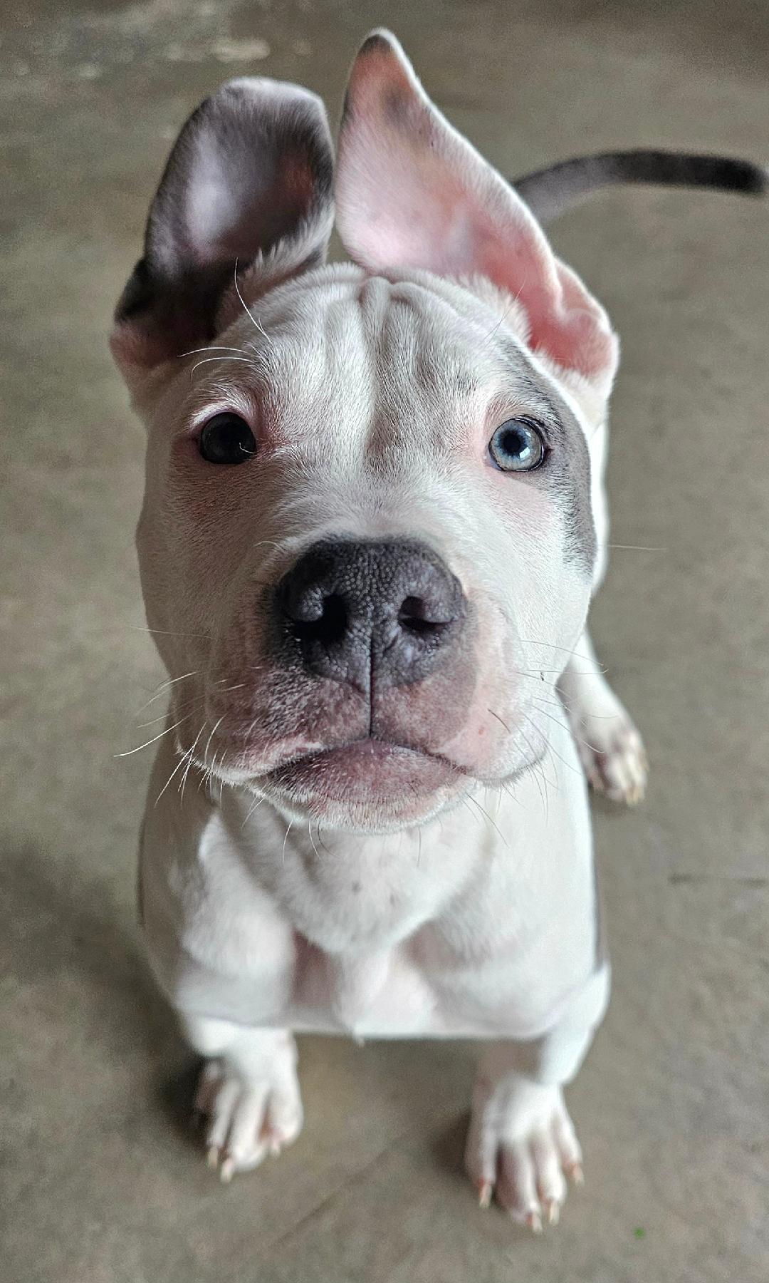 Hutch, ADOPTABLE, Puppy Male American Bulldog & Staffordshire Bull Terrier.