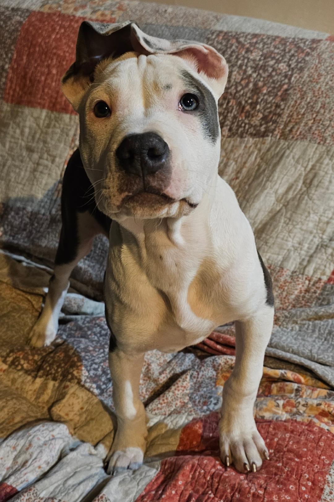 Enlarge Hutch, a ADOPTABLE mixed breed in Lapeer, MI image 3/4