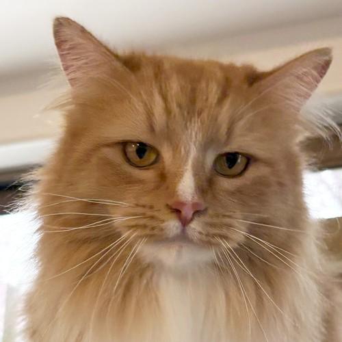 Enlarge WILBUR, a ADOPTABLE Domestic Long Hair in Sequim, WA image 1/3