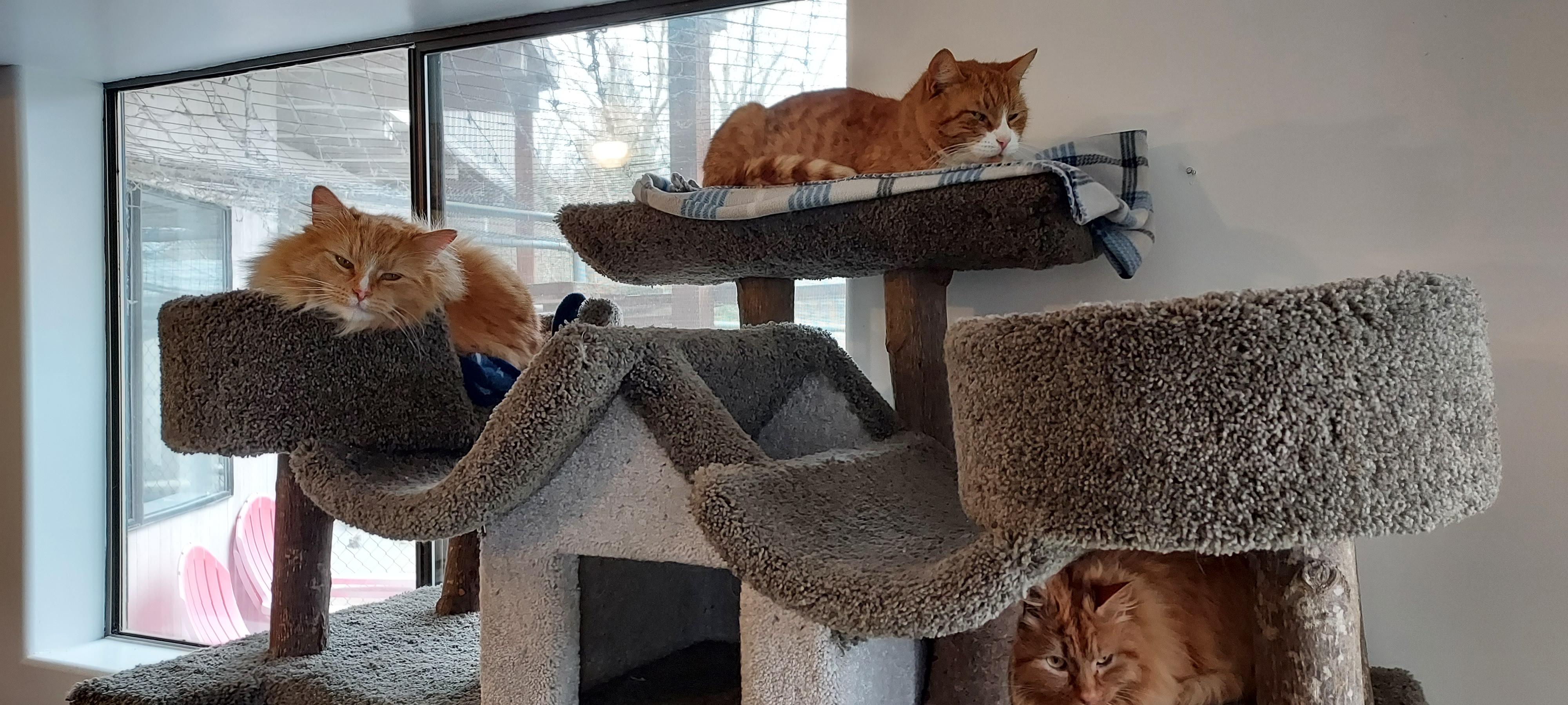 Enlarge WILBUR, a ADOPTABLE Domestic Long Hair in Sequim, WA image 3/3