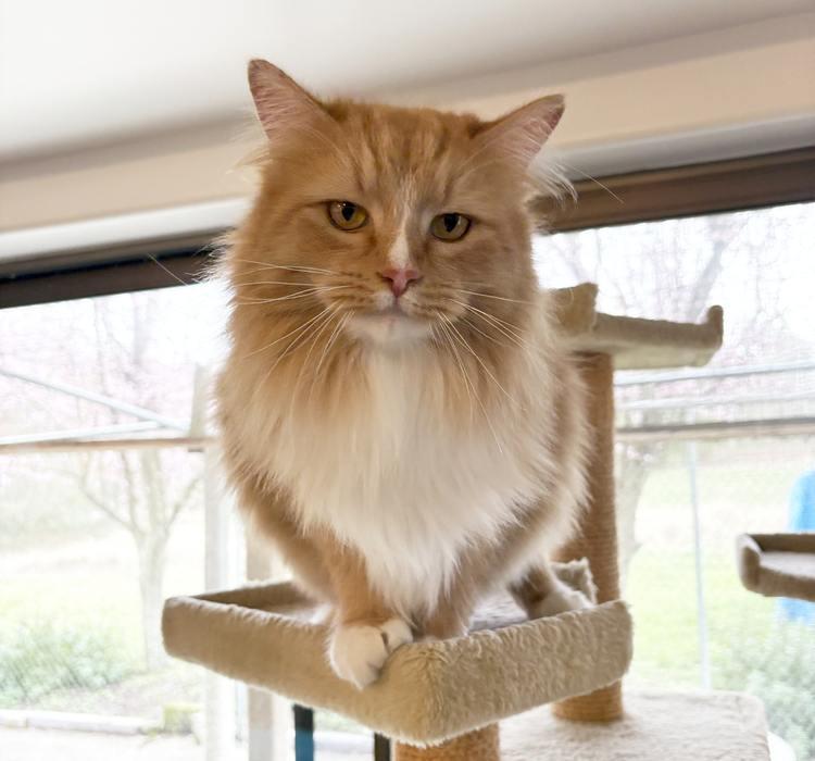 Enlarge WILBUR, a ADOPTABLE Domestic Long Hair in Sequim, WA image 2/3