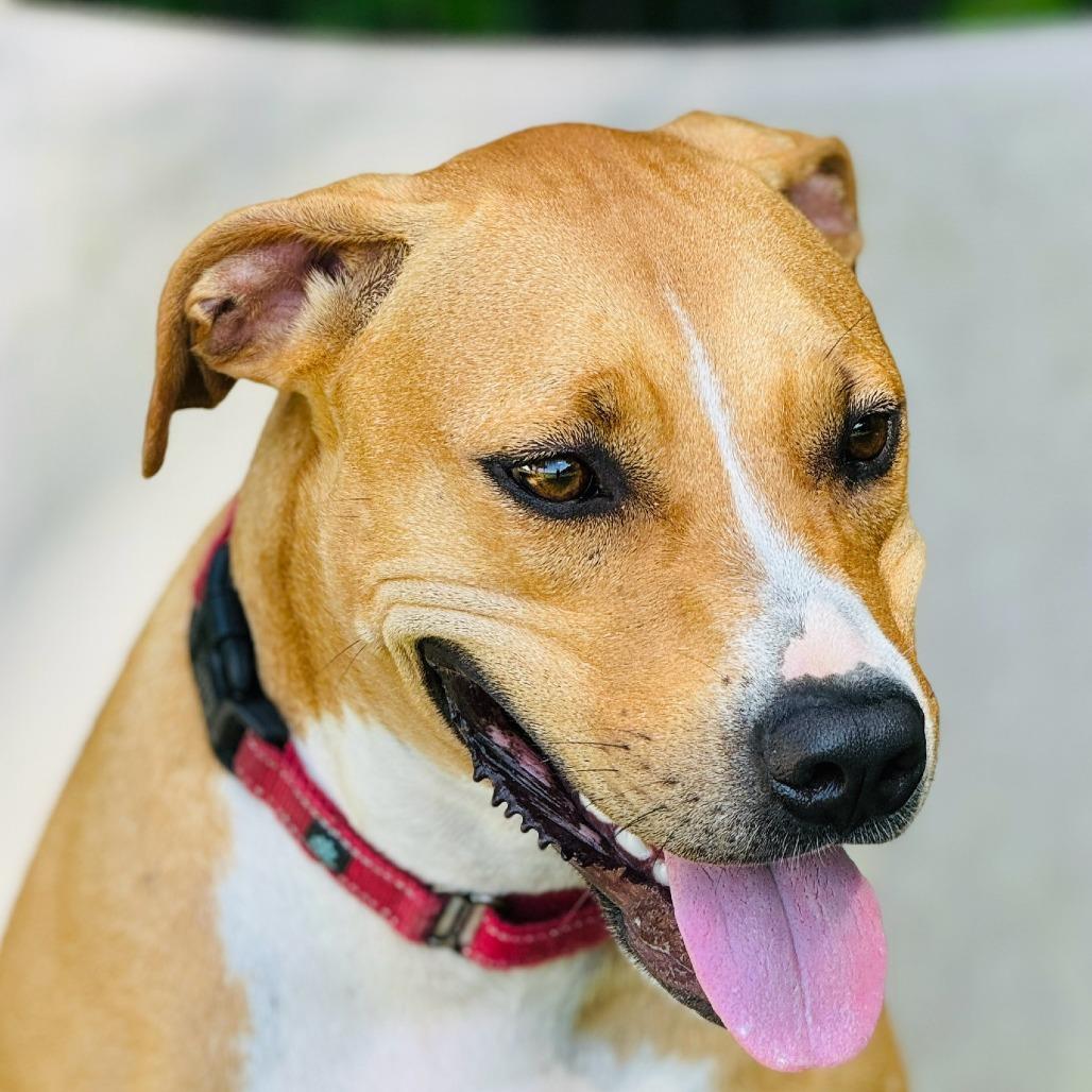 Sara Lee, Adoptable, Adult Female Hound & Mixed Breed.
