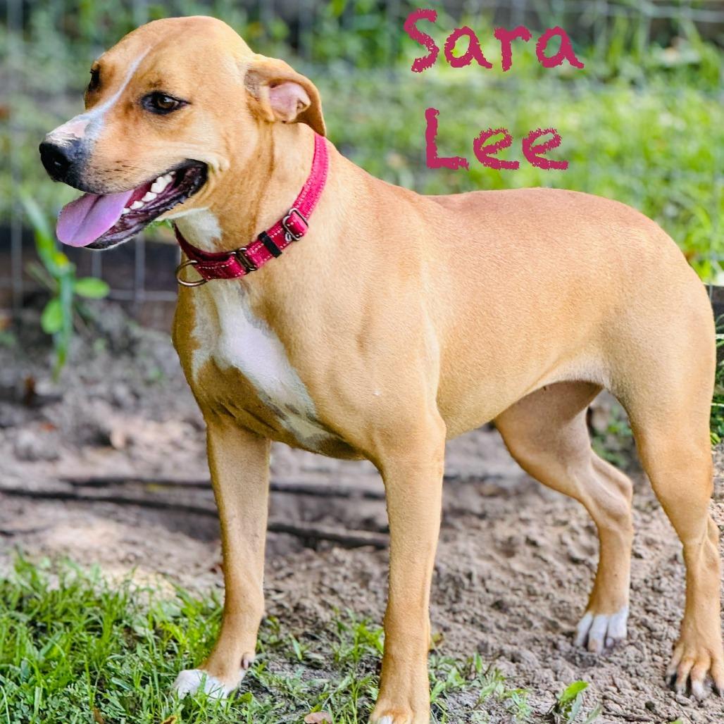 Enlarge Sara Lee, a Adoptable mixed breed in Williston, FL image 2/6