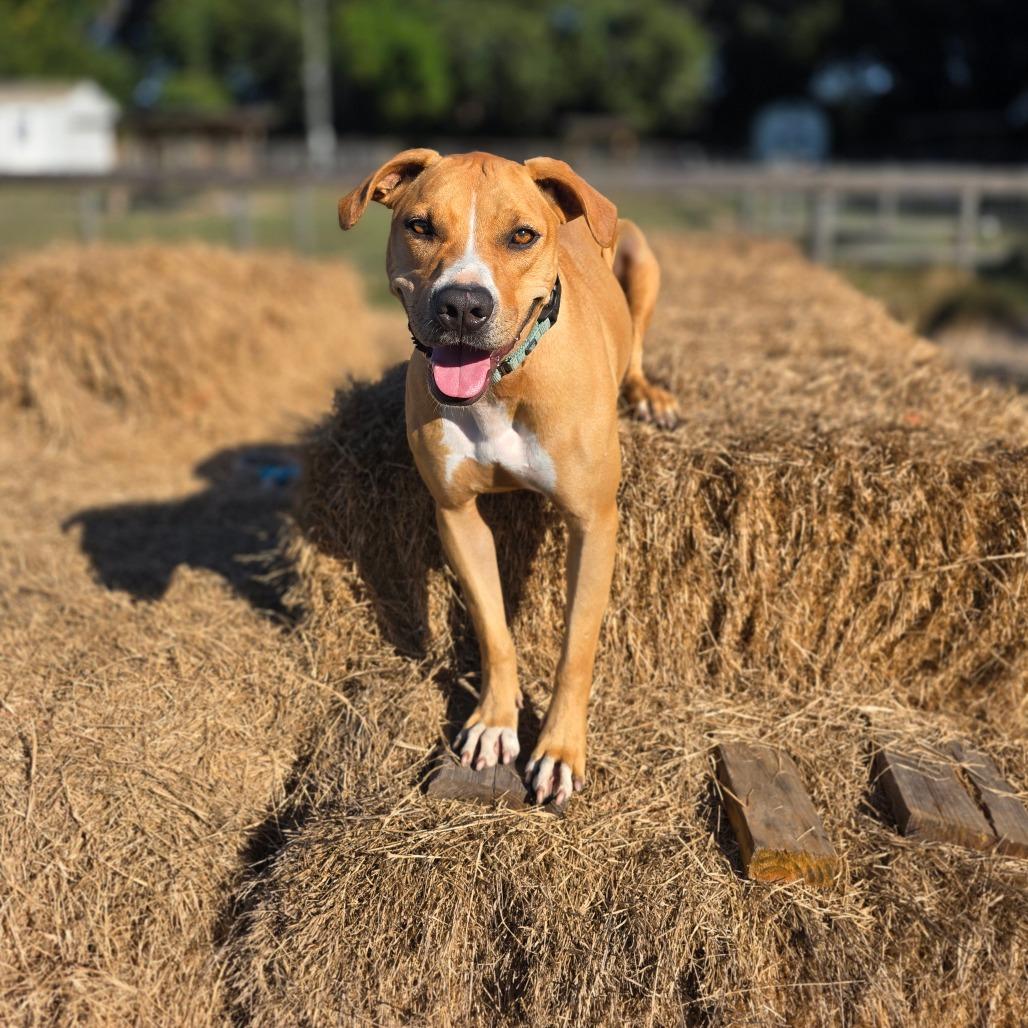 Sara Lee, Adoptable, Adult Female Hound & Mixed Breed.