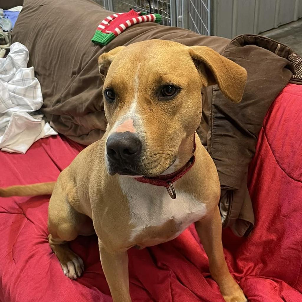 Enlarge Sara Lee, a Adoptable mixed breed in Williston, FL image 4/6