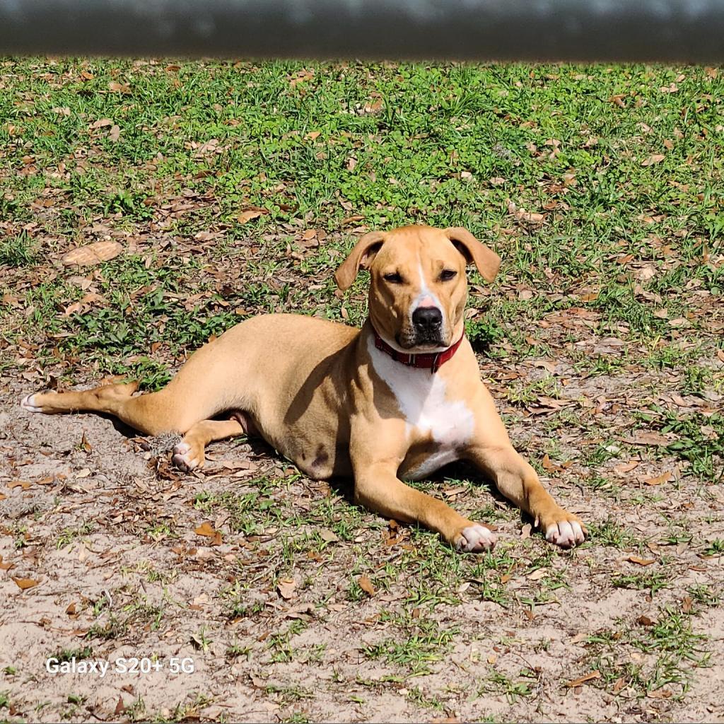 Sara Lee, a Adoptable mixed breed in Williston, FL image 3/6