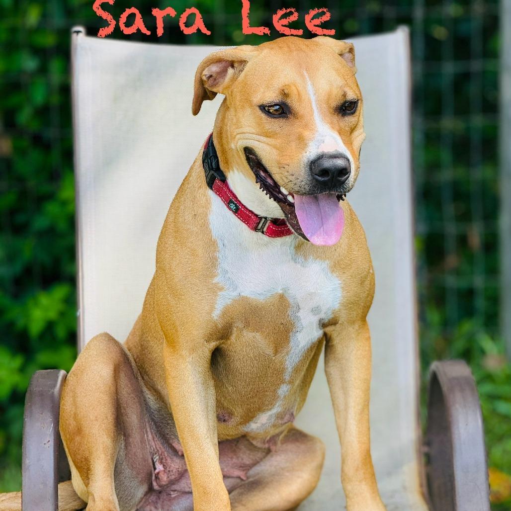 Enlarge Sara Lee, a Adoptable mixed breed in Williston, FL image 6/6