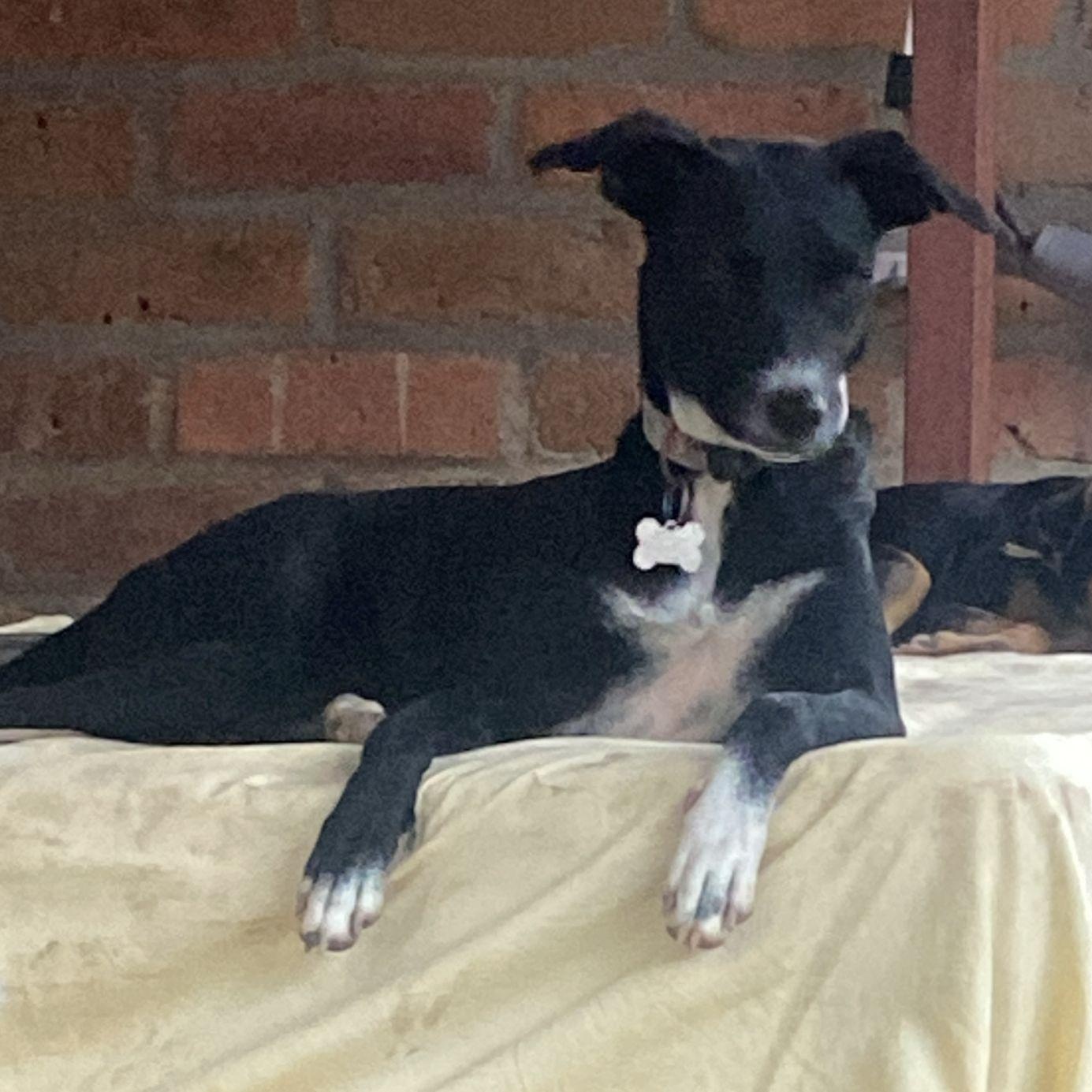 Yang, Adoptable, Adult Female Mixed Breed.