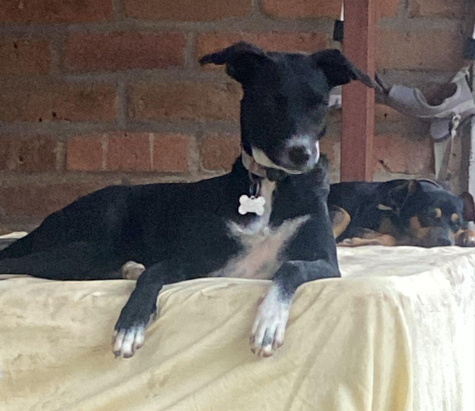 Yang, an adoptable Mixed Breed in Las Jarretaderas, NAY, 63735 | Photo Image 1