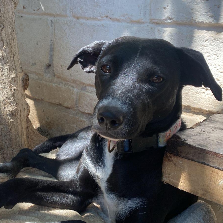 Enlarge Yang, a Adoptable mixed breed in Las Jarretaderas, NAY image 3/6