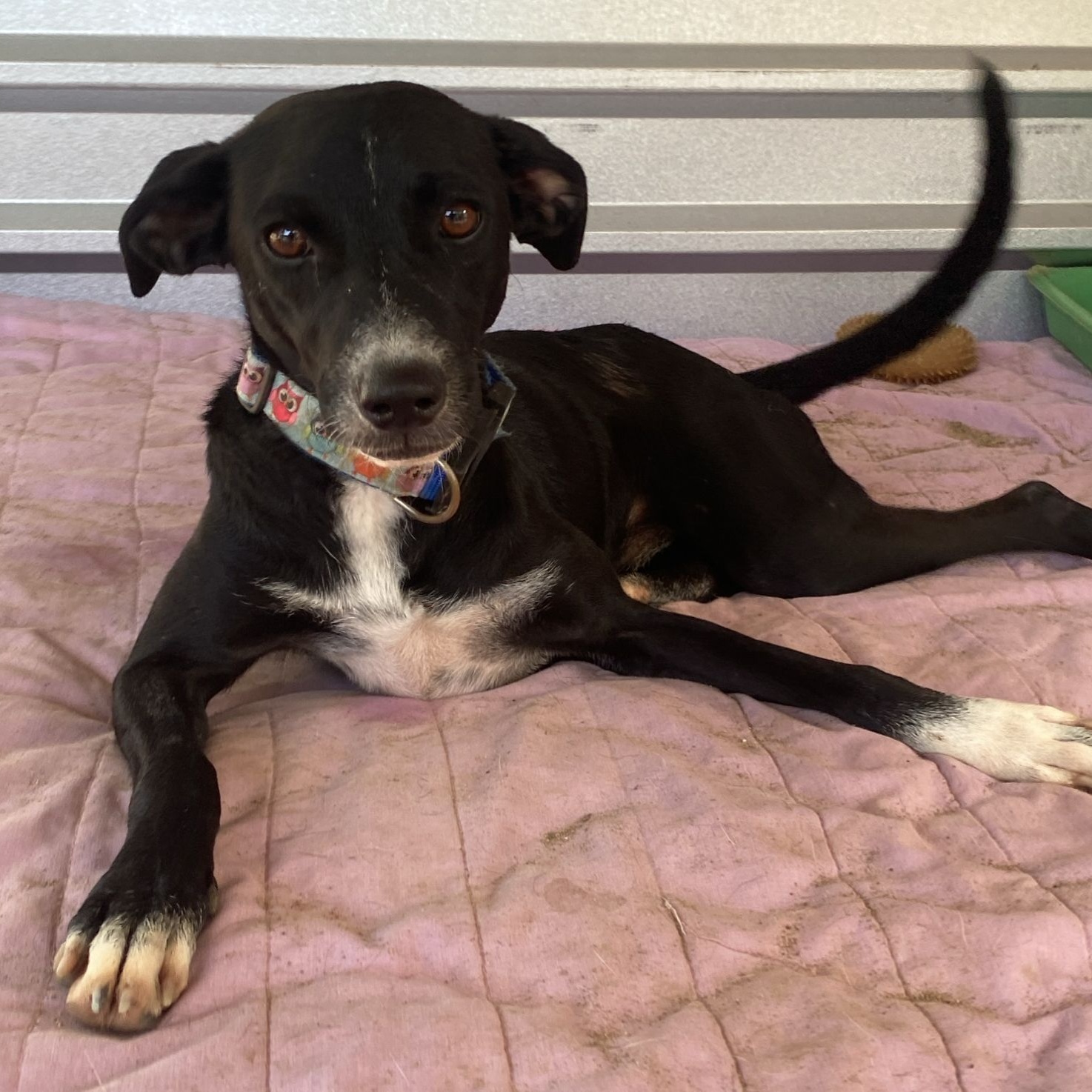 Enlarge Yang, a Adoptable mixed breed in Las Jarretaderas, NAY image 2/6