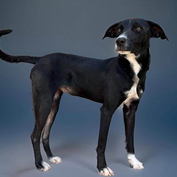 Enlarge Yang, a Adoptable mixed breed in Las Jarretaderas, NAY image 4/6