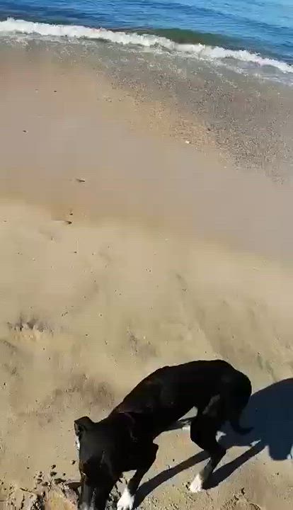 Enlarge Yang, a Adoptable mixed breed in Las Jarretaderas, NAY video 6/6