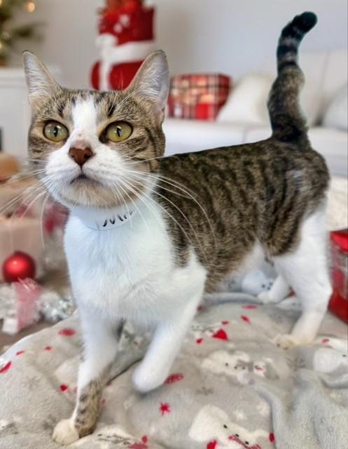 MRS CLAWS, Adoptable, Adult Female Domestic Short Hair.