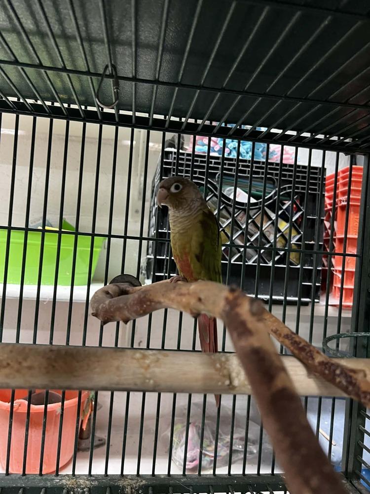 Daisy, Adoptable, Adult Female Conure.