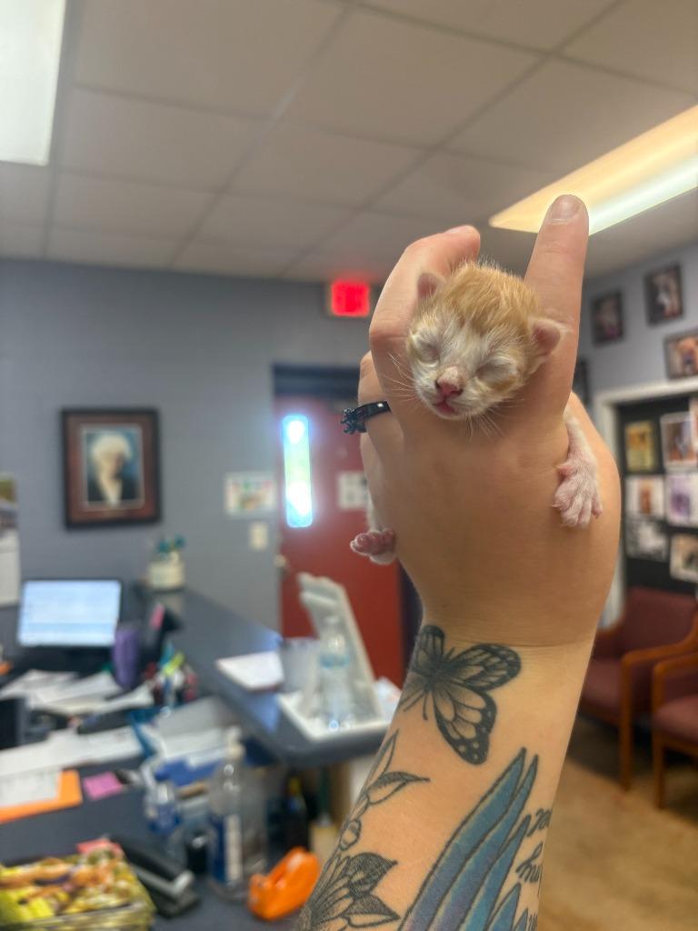 Calvin, Adoptable, Young Male Domestic Short Hair.