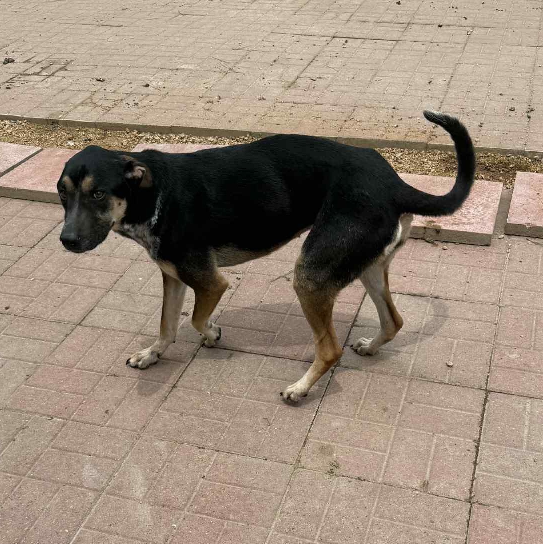 Caly, adopted, Adult Female Shepherd.