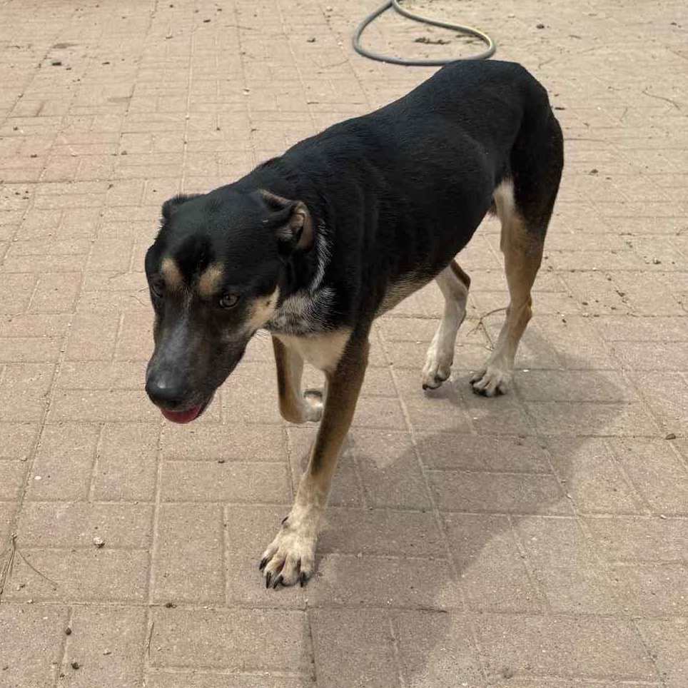 Enlarge Caly, an adopted mixed breed in aurora, CO image 4/5