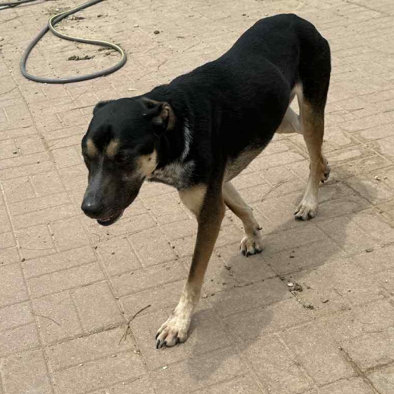 Enlarge Caly, an adopted mixed breed in aurora, CO image 2/5