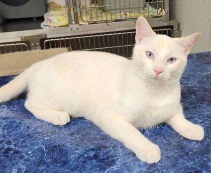 Enlarge Griffin, an adopted mixed breed in Butte, MT image 1/1