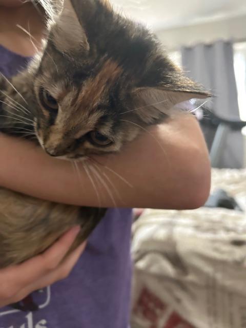 Marcelle, ADOPTABLE, Young Female Domestic Short Hair.