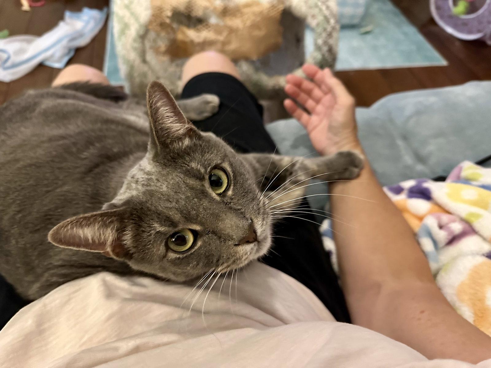 Meeny, Adopted, Adult Male Domestic Short Hair.